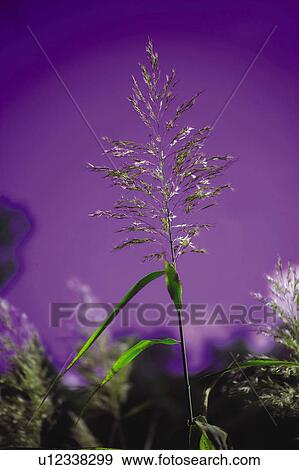Stock Photo - Nature, Leaf, Leaves, Tree, Botany, Botanical, Plant. Fotosearch