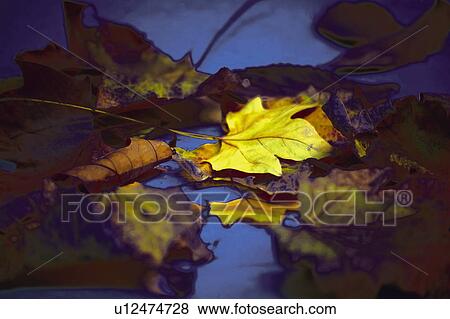 Nature, Leaf, Leaves, Tree, Botany, Botanical, Autumn View Large Photo Image Stock Photo - Nature, Leaf, Leaves, Tree, Botany, Botanical, Autumn. Fotosearch