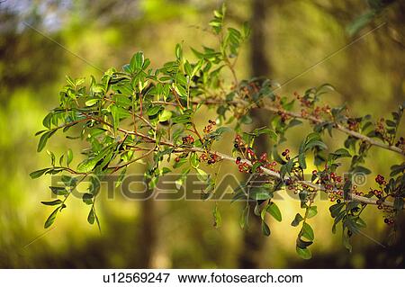 Nature, Leaf, Leaves, Tree, Botany, Botanical, Plant View Large Photo Image Stock Photo - Nature, Leaf, Leaves, Tree, Botany, Botanical, Plant. Fotosearch