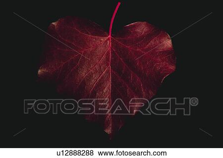 Stock Photo - Nature, Leaf, Leaves, Tree, Botany, Botanical, Blade. Fotosearch