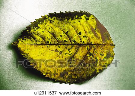 Stock Photo - Nature, Leaf, Leaves, Tree, Botany, Botanical, Autumn. Fotosearch