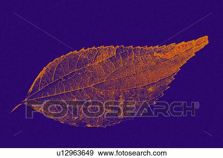 Stock Photo - Nature, Leaf, Leaves, Tree, Botany, Botanical, Autumn. Fotosearch