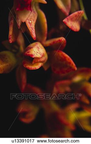 Nature, Leaf, Leaves, Tree, Botany, Botanical, Plant View Large Photo Image Stock Photo - Nature, Leaf, Leaves, Tree, Botany, Botanical, Plant. Fotosearch