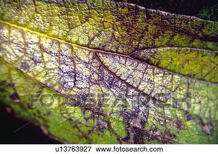Nature, Leaf, Leaves, Tree, Botany, Botanical, Nerves View Large Photo Image Stock Photo - Nature, Leaf, Leaves, Tree, Botany, Botanical, Nerves. Fotosearch