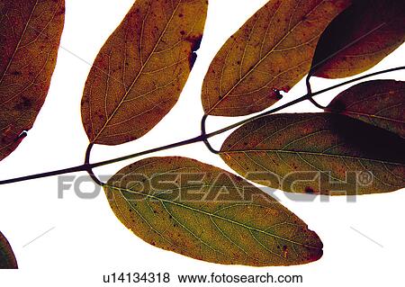 Nature, Leaf, Leaves, Tree, Botany, Botanical, Autumn View Large Photo Image Stock Photo - Nature, Leaf, Leaves, Tree, Botany, Botanical, Autumn. Fotosearch