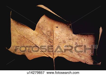 Stock Photo - Nature, Leaf, Leaves, Tree, Botany, Botanical, Autumn. Fotosearch