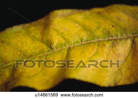 Nature, Leaf, Leaves, Tree, Botany, Botanical, Autumn View Large Photo Image Stock Photo - Nature, Leaf, Leaves, Tree, Botany, Botanical, Autumn. Fotosearch