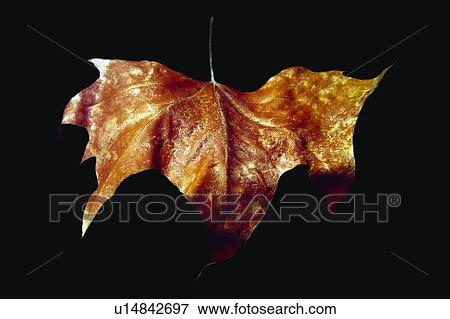Stock Photo - Nature, Leaf, Leaves, Tree, Botany, Botanical, Autumn. Fotosearch