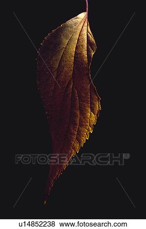 Nature, Leaf, Leaves, Tree, Botany, Botanical, Autumn View Large Photo Image Stock Photo - Nature, Leaf, Leaves, Tree, Botany, Botanical, Autumn. Fotosearch