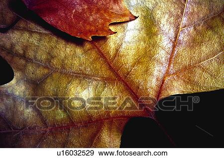 Stock Photo - Nature, Leaf, Leaves, Tree, Botany, Botanical, Autumn. Fotosearch