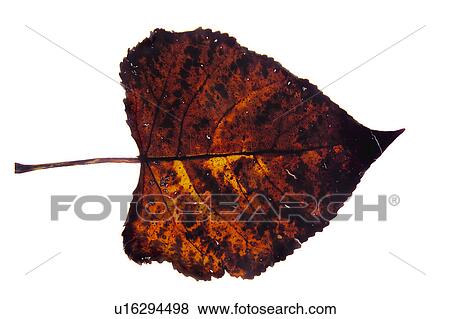 Nature, Leaf, Leaves, Tree, Botany, Botanical, Autumn View Large Photo Image Stock Photo - Nature, Leaf, Leaves, Tree, Botany, Botanical, Autumn. Fotosearch