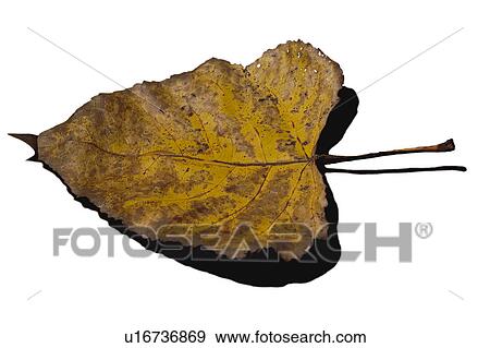 Stock Photo - Nature, Leaf, Leaves, Tree, Botany, Botanical, Autumn. Fotosearch