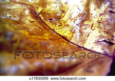 Nature, Leaf, Leaves, Tree, Botany, Botanical, Autumn View Large Photo Image Stock Photo - Nature, Leaf, Leaves, Tree, Botany, Botanical, Autumn. Fotosearch