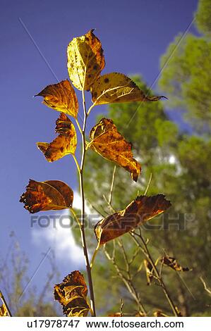 Stock Photo - Nature, Leaf, Leaves, Tree, Botany, Botanical, Plant. Fotosearch