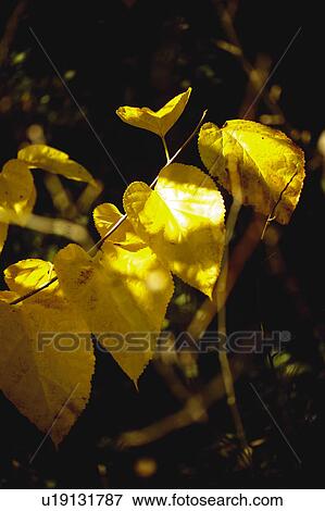 Stock Photo - Nature, Leaf, Leaves, Tree, Botany, Botanical, Plant. Fotosearch