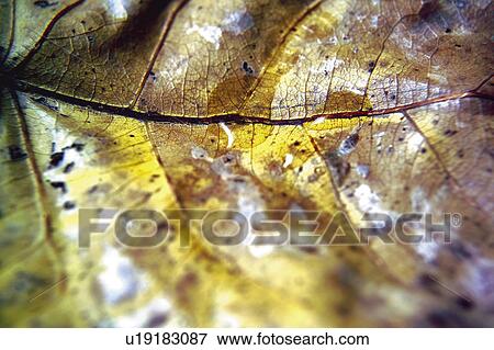 Nature, Leaf, Leaves, Tree, Botany, Botanical, Autumn View Large Photo Image Stock Photo - Nature, Leaf, Leaves, Tree, Botany, Botanical, Autumn. Fotosearch