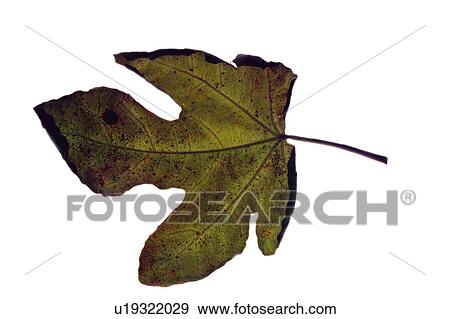 Nature, Leaf, Leaves, Tree, Botany, Botanical, Blade View Large Photo Image Stock Photo - Nature, Leaf, Leaves, Tree, Botany, Botanical, Blade. Fotosearch
