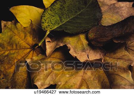 Nature, Leaf, Leaves, Tree, Botany, Botanical, Autumn View Large Photo Image Stock Photo - Nature, Leaf, Leaves, Tree, Botany, Botanical, Autumn. Fotosearch