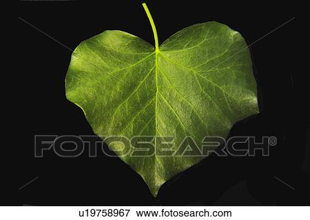 Stock Photo - Nature, Leaf, Leaves, Tree, Botany, Botanical, Blade. Fotosearch