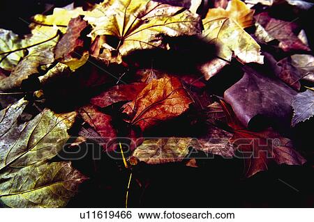 Nature, Leaf, Leaves, Tree, Botany, Botanical, Autumn View Large Photo Image Stock Photograph - Nature, Leaf, Leaves, Tree, Botany, Botanical, Autumn. Fotosearch