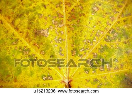 Stock Photograph - Nature, Leaf, Leaves, Tree, Botany, Botanical, Autumn. Fotosearch
