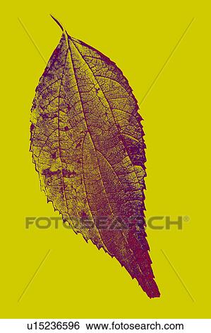Stock Photograph - Nature, Leaf, Leaves, Tree, Botany, Botanical, Autumn. Fotosearch