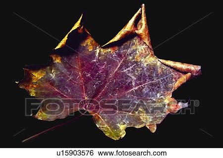 Stock Photograph - Nature, Leaf, Leaves, Tree, Botany, Botanical, Autumn. Fotosearch