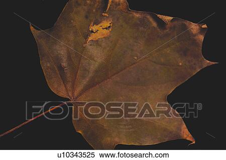 Nature, Leaf, Leaves, Tree, Botany, Botanical, Autumn View Large Photo Image Stock Photography - Nature, Leaf, Leaves, Tree, Botany, Botanical, Autumn. Fotosearch