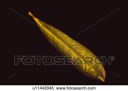 Nature, Leaf, Leaves, Tree, Botany, Botanical, Autumn View Large Photo Image Stock Photography - Nature, Leaf, Leaves, Tree, Botany, Botanical, Autumn. Fotosearch