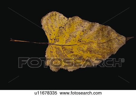 Stock Photography - Nature, Leaf, Leaves, Tree, Botany, Botanical, Autumn. Fotosearch