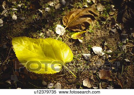 Nature, Leaf, Leaves, Tree, Botany, Botanical, Blade View Large Photo Image Stock Photography - Nature, Leaf, Leaves, Tree, Botany, Botanical, Blade. Fotosearch