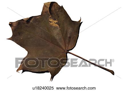 Nature, Leaf, Leaves, Tree, Botany, Botanical, Autumn View Large Photo Image Stock Photography - Nature, Leaf, Leaves, Tree, Botany, Botanical, Autumn. Fotosearch