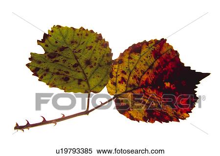 Nature, Leaf, Leaves, Tree, Botany, Botanical, Autumn View Large Photo Image Stock Photography - Nature, Leaf, Leaves, Tree, Botany, Botanical, Autumn. Fotosearch