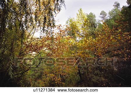 Picture - Nature, Leaf, Leaves, Tree, Trees, Autumn, Withered. Fotosearch