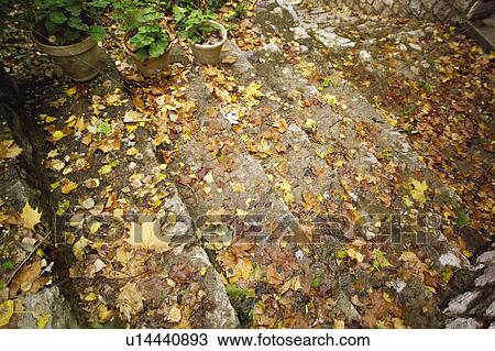 Nature, Leaf, Leaves, Tree, Trees, Autumn, Withered View Large Photo Image Stock Image - Nature, Leaf, Leaves, Tree, Trees, Autumn, Withered. Fotosearch