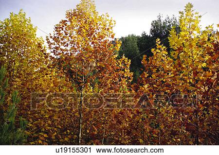 Stock Image - Nature, Leaf, Leaves, Tree, Trees, Autumn, Withered. Fotosearch