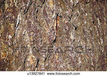Texture, Textures, Background, Backgrounds, Texture background, Trunk, Log View Large Photo Image Stock Image - Texture, Textures, Background, Backgrounds, Texture background, Trunk, Log. Fotosearch