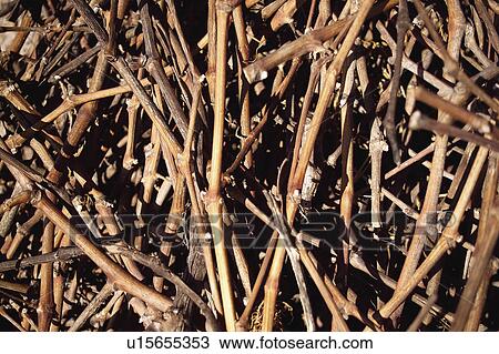 Stock Image - Texture, Textures, Background, Backgrounds, Texture background, Stick, Sticks. Fotosearch