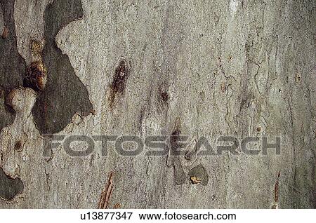 Stock Photo - Texture, Textures, Background, Backgrounds, Texture background, Trunk, Log. Fotosearch