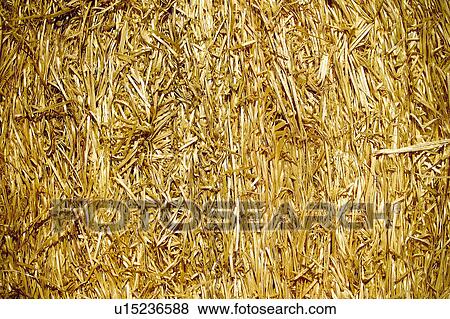 Texture, Textures, Background, Backgrounds, Texture background, Straw, Straws View Large Photo Image Stock Photo - Texture, Textures, Background, Backgrounds, Texture background, Straw, Straws. Fotosearch