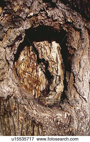Texture, Textures, Background, Backgrounds, Texture background, Trunk, Log View Large Photo Image Stock Photo - Texture, Textures, Background, Backgrounds, Texture background, Trunk, Log. Fotosearch