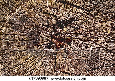 Texture, Textures, Background, Backgrounds, Texture background, Trunk, Log View Large Photo Image Stock Photo - Texture, Textures, Background, Backgrounds, Texture background, Trunk, Log. Fotosearch