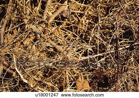 Texture, Textures, Background, Backgrounds, Texture background, Straw, Straws View Large Photo Image Stock Photo - Texture, Textures, Background, Backgrounds, Texture background, Straw, Straws. Fotosearch