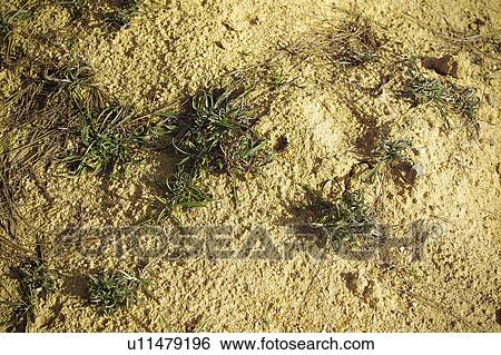 Stock Photograph - Texture, Textures, Background, Backgrounds, Texture background, Ground, Vegetation. Fotosearch