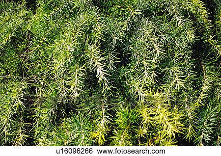 Texture, Textures, Background, Backgrounds, Texture background, Tree, Green View Large Photo Image Stock Photograph - Texture, Textures, Background, Backgrounds, Texture background, Tree, Green. Fotosearch