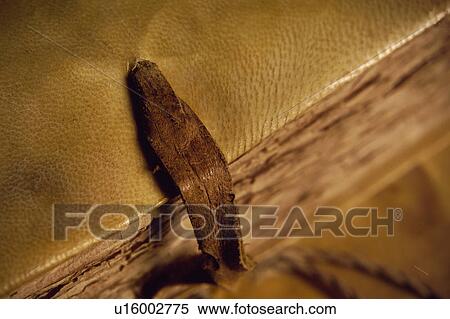 Stock Photography - Book, Books, Background, Backgrounds, Sheet, Sheets, Page. Fotosearch