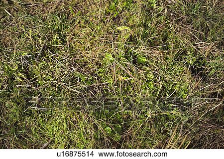 Picture - Texture, Textures, Background, Backgrounds, Texture background, Grass, Grass background. Fotosearch