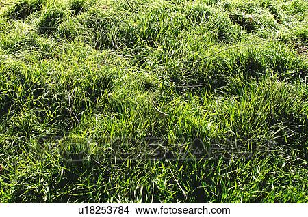 Picture - Texture, Textures, Background, Backgrounds, Texture background, Grass, Grass background. Fotosearch