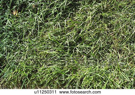 Texture, Textures, Background, Backgrounds, Texture background, Grass, Grass background View Large Photo Image Stock Image - Texture, Textures, Background, Backgrounds, Texture background, Grass, Grass background. Fotosearch
