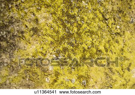 Texture, Textures, Background, Backgrounds, Texture background, Stone, Moss View Large Photo Image Stock Image - Texture, Textures, Background, Backgrounds, Texture background, Stone, Moss. Fotosearch
